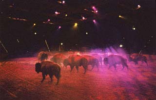 Buffalo Bill Wild West Show - Les bisons