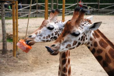 Glaces pour tigres, girafes et autres animaux à Bellewaerde