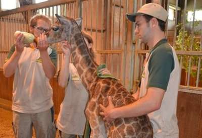 Naissance d'un bébé girafe et d'un petit zèbre dans la Savane à Bellewaerde Park