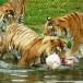 Glaces pour tigres à Bellewaerde Park