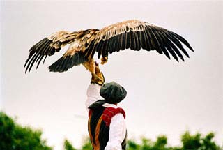 Un fauconnier - Bal des Oiseaux Fantômes au Puy du Fou