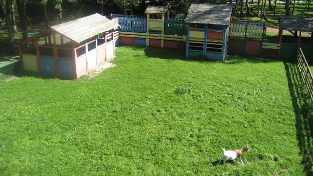 Une chèvre de la ferme du parc Bagatelle